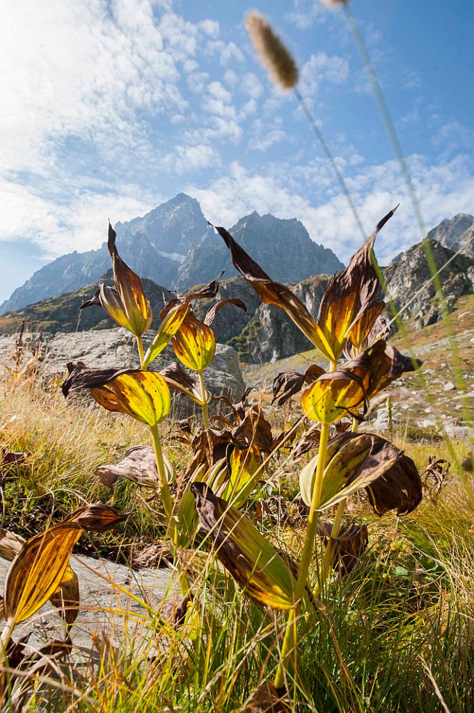 12-VEGETAZIONE D'ALTURA.jpg